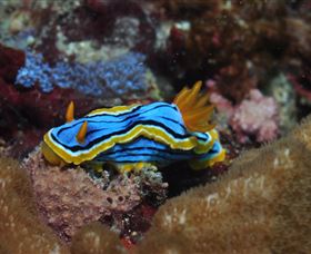 Coral Gardens Dive Site Mooloolaba - Accommodation QLD 1