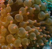 Coral Gardens Dive Site Mooloolaba - Accommodation QLD