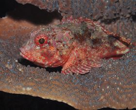 Coral Gardens Dive Site Mooloolaba - Accommodation QLD 2