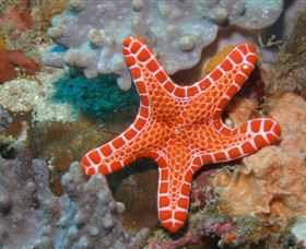 Coral Gardens Dive Site Mooloolaba - Accommodation QLD 3