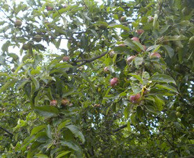 Tin Shed Cider - Accommodation QLD 1