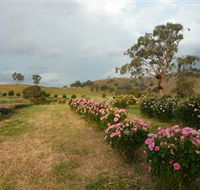 Damasque Rose Oil Farm - Accommodation QLD