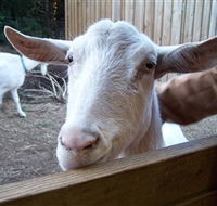 Drysdale Cheeses - Accommodation QLD