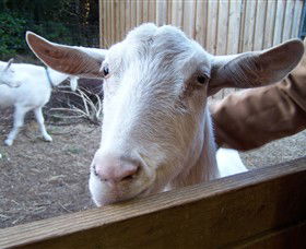 Drysdale Cheeses - Accommodation QLD 0