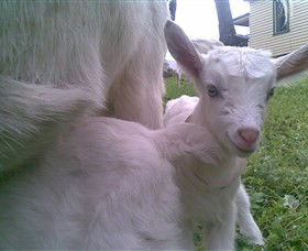 Drysdale Cheeses - Accommodation QLD 3