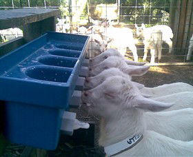 Drysdale Cheeses - Accommodation QLD 9