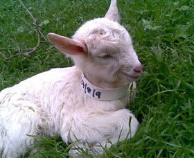 Drysdale Cheeses - Accommodation QLD 12