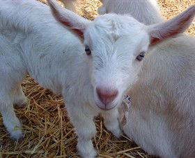 Drysdale Cheeses - Accommodation QLD 14