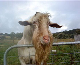 Drysdale Cheeses - Accommodation QLD 16