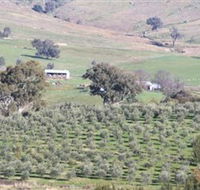 Wymah Organic Olives and Lambs - Accommodation QLD