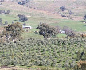 Wymah Organic Olives And Lambs - Accommodation QLD 0