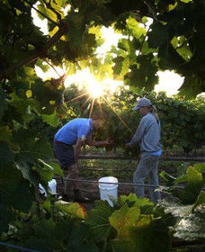 Oakdene Vineyards Restaurant And Cellar Door - Accommodation QLD 3