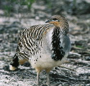 Yongergnow Australian Malleefowl Centre - Accommodation QLD