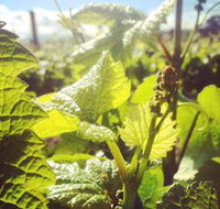 Punt Road Winery - Accommodation QLD