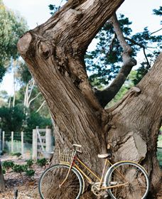 Kiltynane Wines - Accommodation QLD 8
