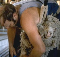 Kuriong Sheep Station - Accommodation QLD