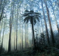 Yarra Ranges National Park - Accommodation QLD