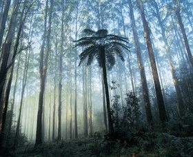 Yarra Ranges National Park - Accommodation QLD 0