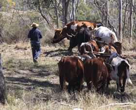 Gleneden Organic Farm And The Gleneden Bullock Team - Accommodation QLD 1