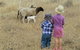 Gleneden Organic Farm And The Gleneden Bullock Team - thumb 3