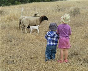 Gleneden Organic Farm And The Gleneden Bullock Team - Accommodation QLD 3