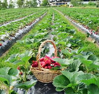 Blue Hills Berries  Cherries - Accommodation QLD