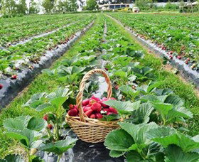 Blue Hills Berries & Cherries - Accommodation QLD 0