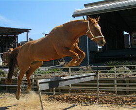 Boggy Creek Shows - Accommodation QLD 3