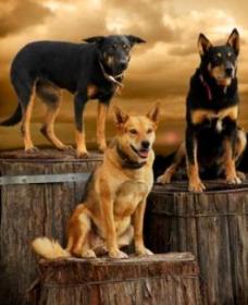 Boggy Creek Shows - Accommodation QLD 1