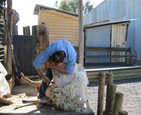 Boggy Creek Shows - Accommodation QLD 4