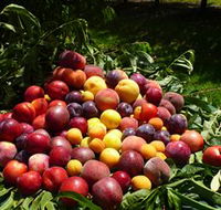 Rayner's Orchard - Accommodation QLD