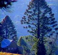 Bunya Mountains National Park - Accommodation QLD
