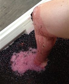 Billy Button Wines - Accommodation QLD 4