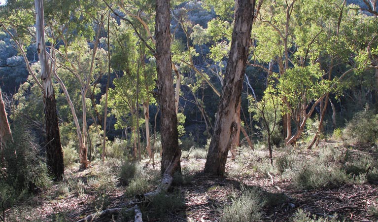 Charles Sturt University ACT Accommodation QLD