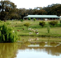 Clearview Alpacas - Accommodation QLD