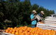 Gayndahs Big Orange - thumb 2