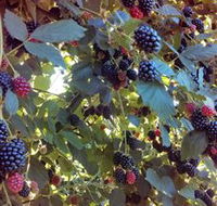 Gunnadoo Berries - Accommodation QLD