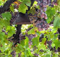  Murrumbateman Winery Company Pty Ltd  - Accommodation QLD