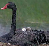 French Island Marine National Park - Accommodation QLD