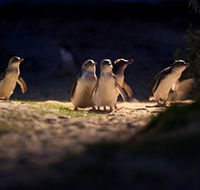 Phillip Island Nature Parks - Accommodation QLD