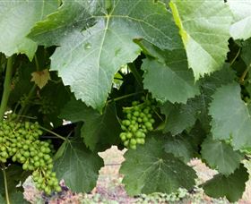 Kerralee Wines - Accommodation QLD 1