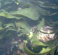 Churchill Island Marine National Park - Accommodation QLD