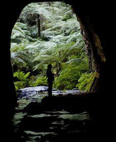 Glow Worm Tunnel - Accommodation QLD 2