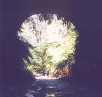 Glow Worm Tunnel - Accommodation QLD