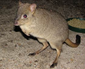 Barna Mia Native Animal Sanctuary - Accommodation QLD 1