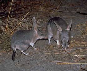 Barna Mia Native Animal Sanctuary - Accommodation QLD 2