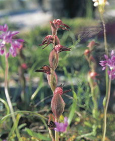 Carnamah ACT Accommodation QLD