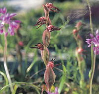 Carnamah-Eneabba Wildflower Drive - Accommodation QLD