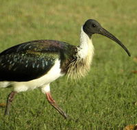 Toowoomba Water Bird Habitat - Accommodation QLD