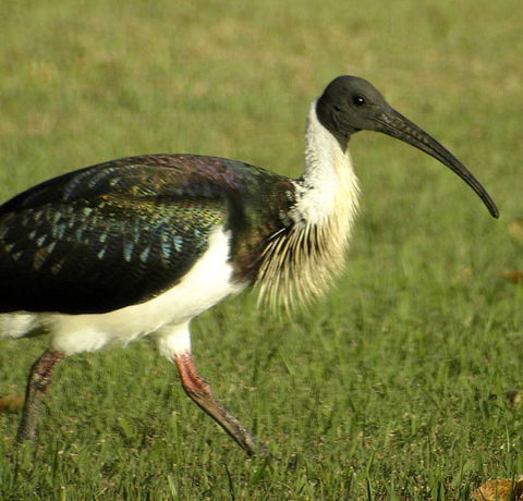 Toowoomba Water Bird Habitat - Accommodation QLD 0